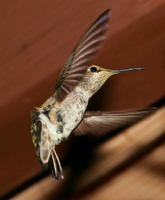 Anna's Hummingbird "Queenie"