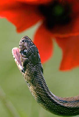 The Snake and the Poppy