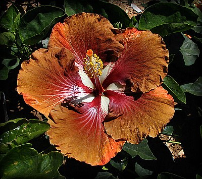 Brownish Hibiscus - 2006