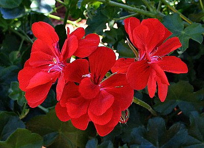 Red Geranium - 2006