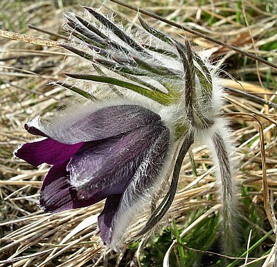 Pulsatilla Montana