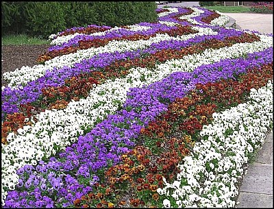 Patriotic Pansies