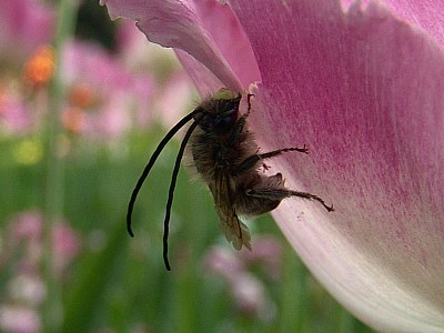 long horn bee