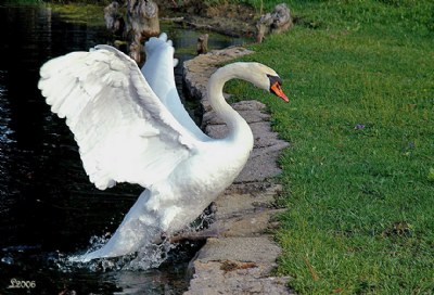 Out of the Pool!