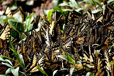 swallowtail convention