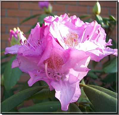 Rhododendrom blooming