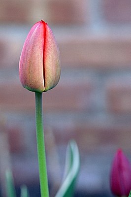 Tulip Blooming