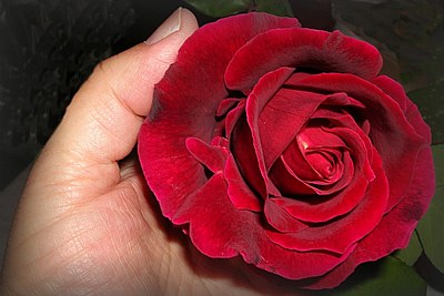 scarlet rose for you!!!!!