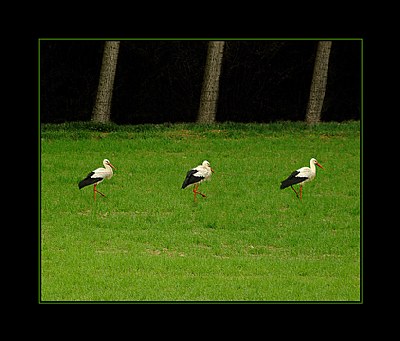 three stork