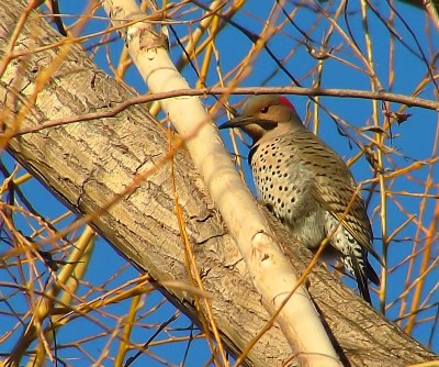 Northern Flicker