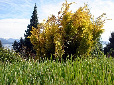 Grass Viewpoint