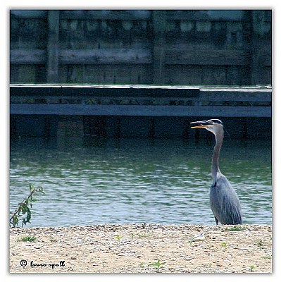 Blue Heron 