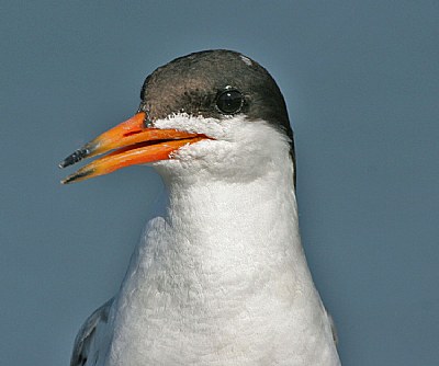 Forster's Tern