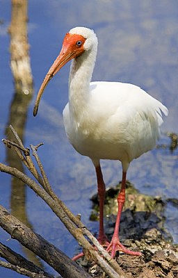 White Ibis