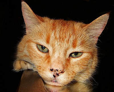 Freckled Feline