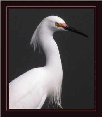 EGRET....