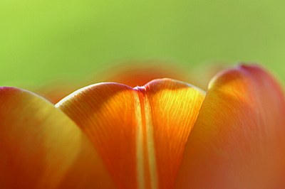 TulipRise