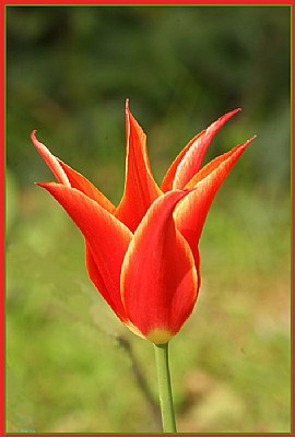 Turkish Tulip