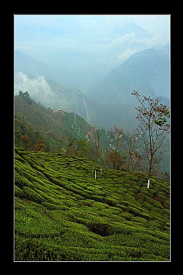 Tea Gardens