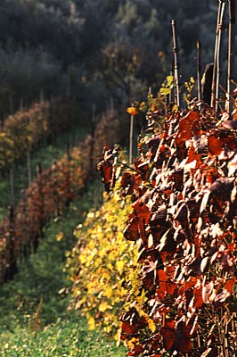 Rosso di Montalcino e Bianco di Pitigliano