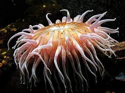 pink anemone
