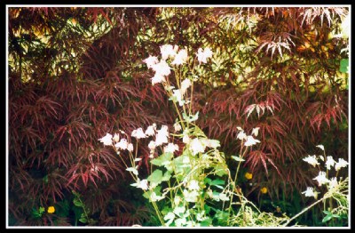 In front of the japanese maple