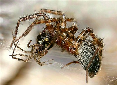 Funnel Weaver Spider