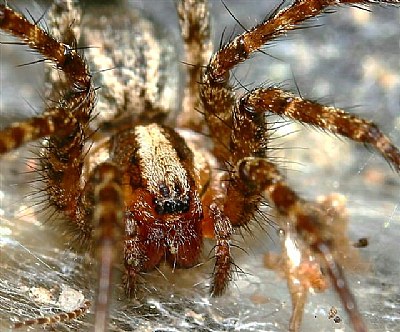 Funnel Weaver Spider