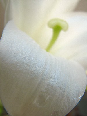 Easter Lilly 2