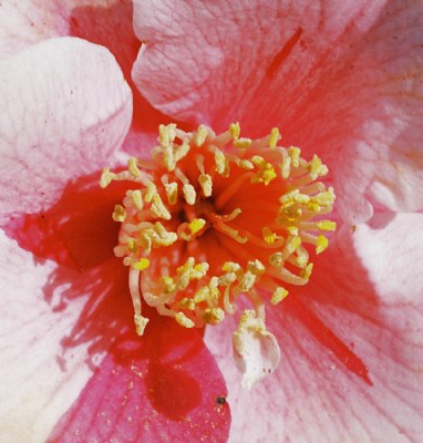 The Heart of a Hibiscus