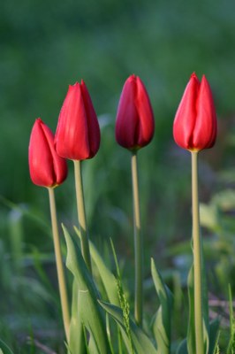 quartetto tulipano