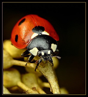 ladybird