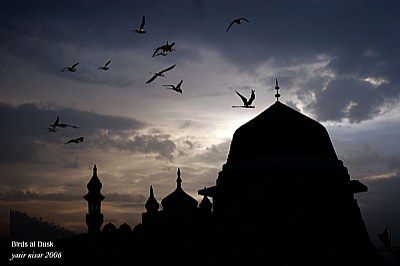 Birds at dusk