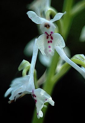 March Orchids 1