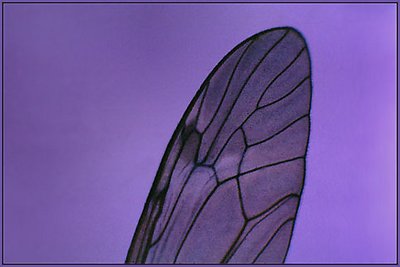 Purple Wing