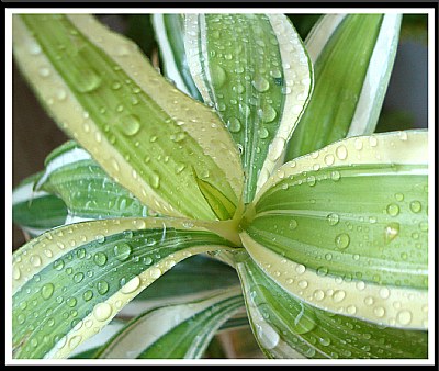 greeny-wings