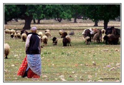 Shepherd