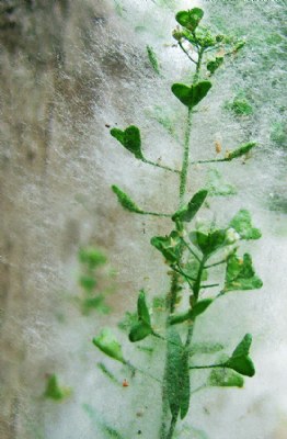 green hearts in cocoon