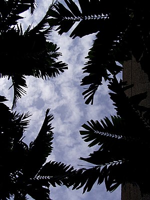 Palms