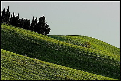 verde Toscano #52
