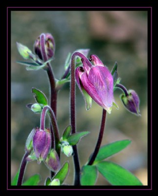 Columbine