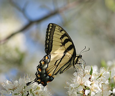 butterfly