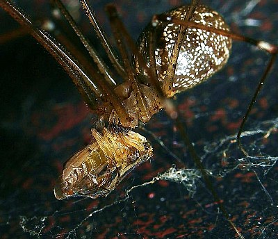 Spiderland Dinner