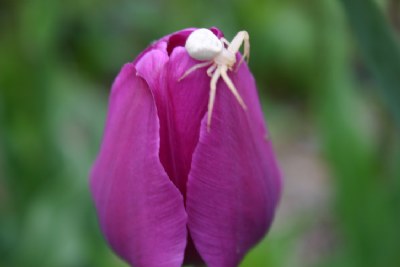 Tulip and Spider