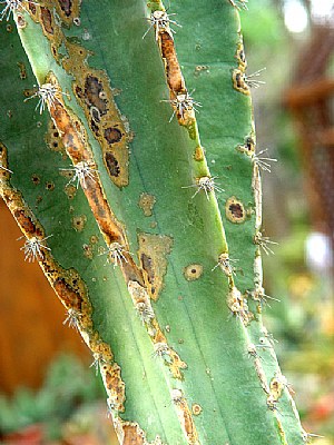 Infected cactus?...