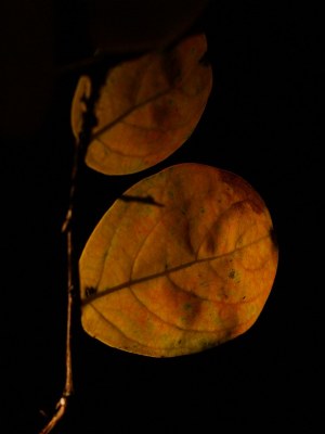 Autumn in Banyule #11
