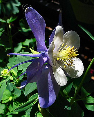 WFF Light Blue Columbine