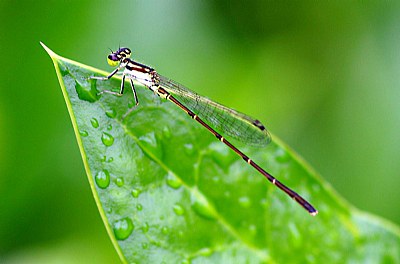 After the rain II