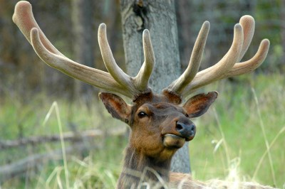 Elk, Alberta.