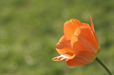 orange tulip